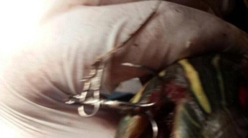 &Ccedil;apari İğnesiyle Yaralanan Kaplumbağa Ameliyata Alındı