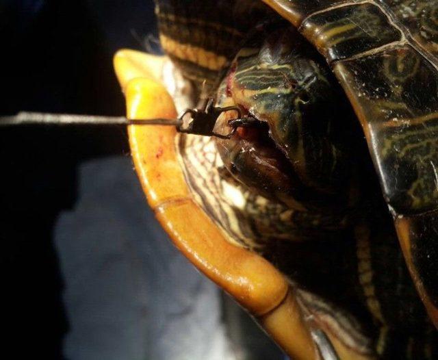 &Ccedil;apari İğnesiyle Yaralanan Kaplumbağa Ameliyata Alındı 1