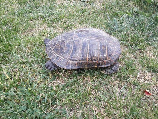 &Ccedil;apari İğnesiyle Yaralanan Kaplumbağa Ameliyata Alındı 2