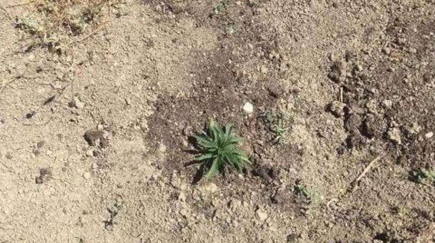 Iğdır&rsquo;da Hint Keneviri Ele Ge&ccedil;irildi