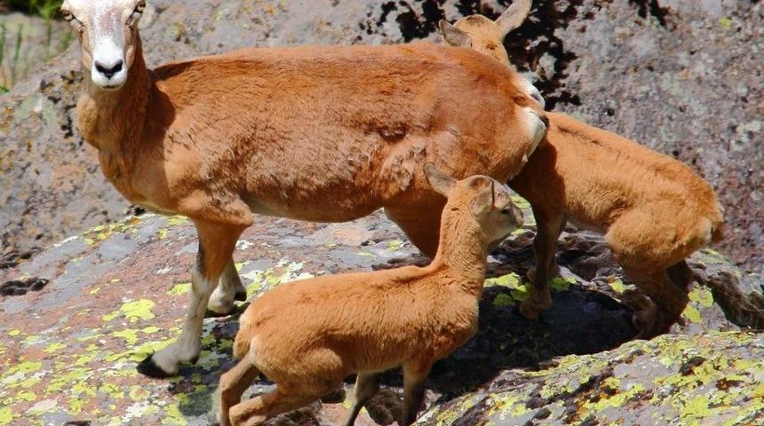 Anadolu Yaban Koyunu Yavruları Hayata Merhaba Dedi