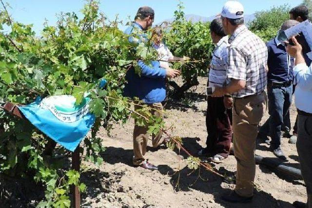 Elazığ'da Doludan 40 Bin Dekar Alan Etkilendi