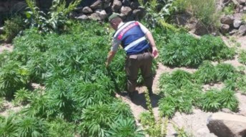 İncesu&rsquo;da 5 Bin 717 K&ouml;k Hint Keneviri Ele Ge&ccedil;irildi