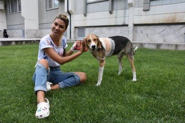 Hostes Gizem, Kazada Yaralanan Köpeğe Sahip Çıktı