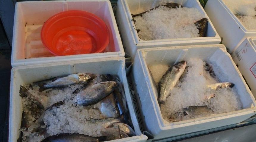 Ramazanda Balık&ccedil;ılar Sinek Avlıyor