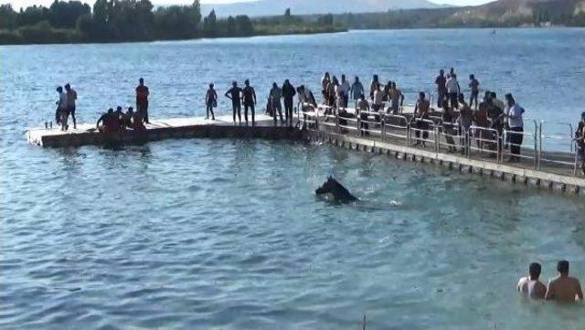 Fırat Nehri nde Serinliyorlar 1