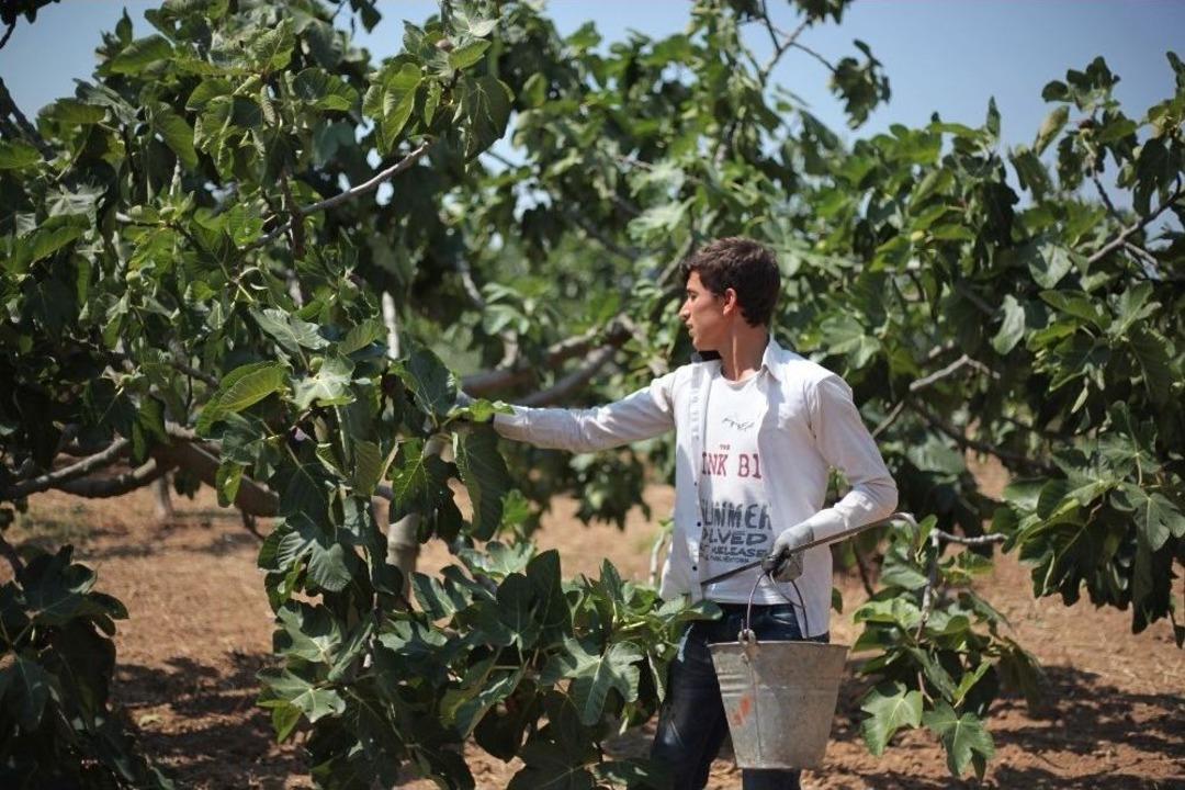 Bursa Siyah İnciri D&uuml;nyaya A&ccedil;ılıyor