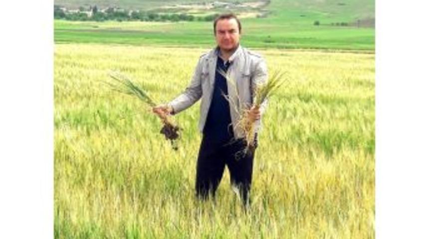 Kilis Ziraat Odasından &ldquo;anız Yakma, Saman Olsun&rdquo; Kampanyası