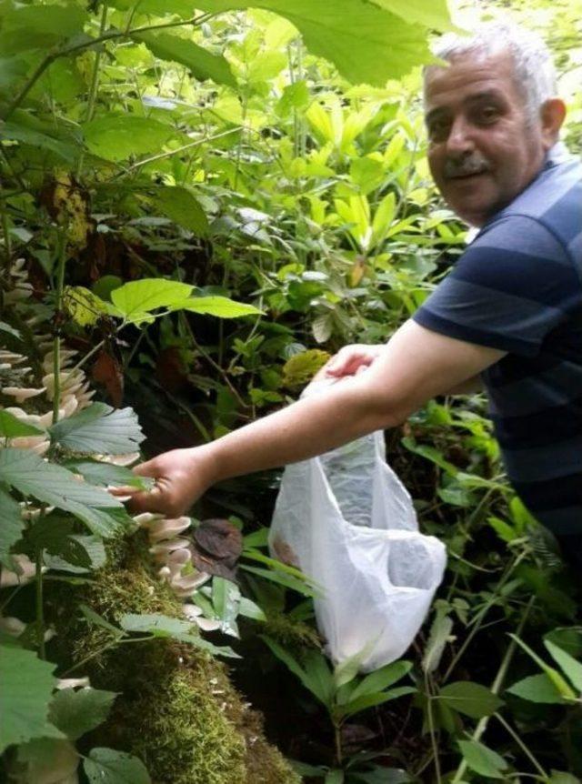 Ormanlık Alanlarda Mantar Bereketi 2