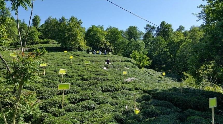 &Ccedil;ay Ve Kivi Tarımının D&uuml;şmanı Zararlı Kelebekle Biyoteknik M&uuml;cadele Başlatıldı