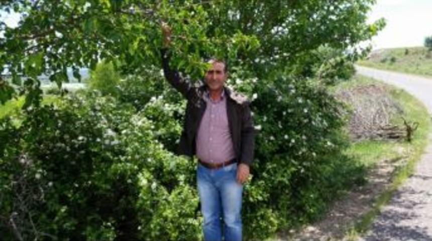 &Uuml;reticiyi Ceviz &Uuml;zd&uuml;, Dut G&uuml;ld&uuml;recek