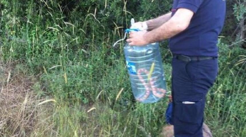 Sel Suları Yılanları Kent Merkezine Taşıdı