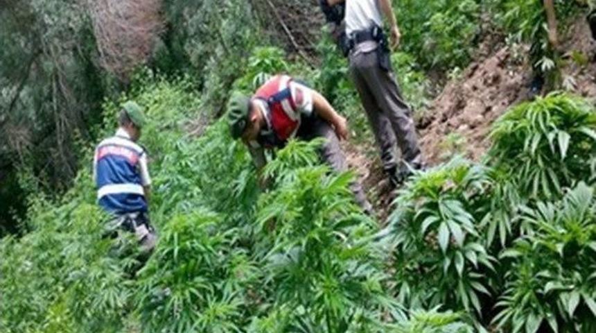 Ankara&rsquo;da Uyuşturucu Operasyonu: Bin K&ouml;k Kenevir Ele Ge&ccedil;irildi