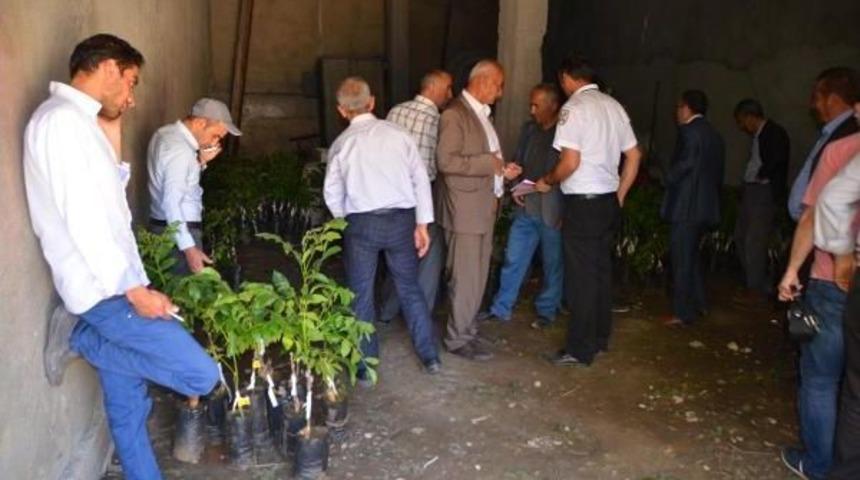 Y&uuml;ksekova'da 10 Bin Ceviz Fidanı Dağıtıldı