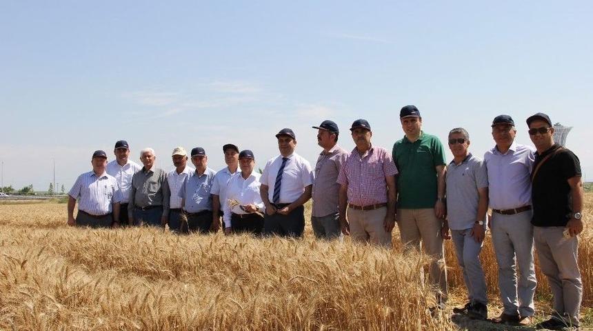 Antalya&rsquo;da Buğday Hasadı Başladı