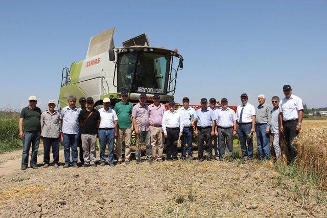 Antalya’da Buğday Hasadı Başladı