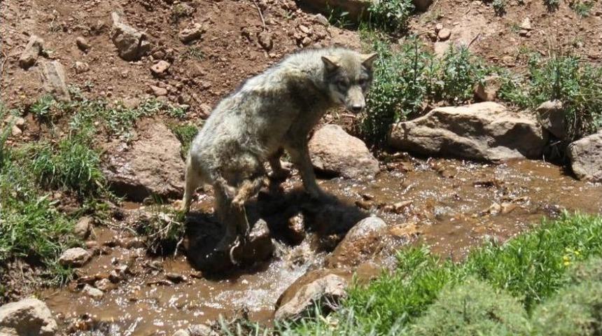 Tedavisi Tamamlanan Kurt Doğaya Bırakıldı