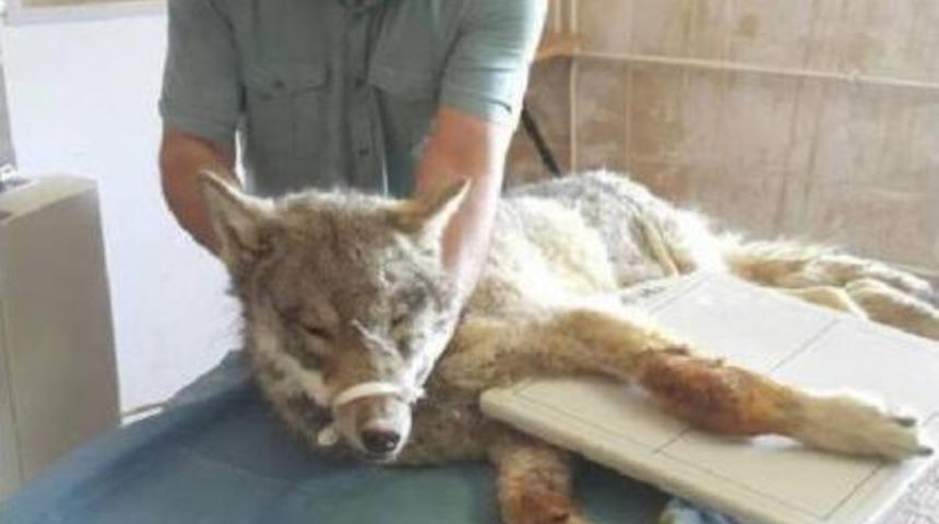 Otomobil &Ccedil;arpan Kurt, 4 Aylık Tedavi Sonrası Doğaya Bırakıldı