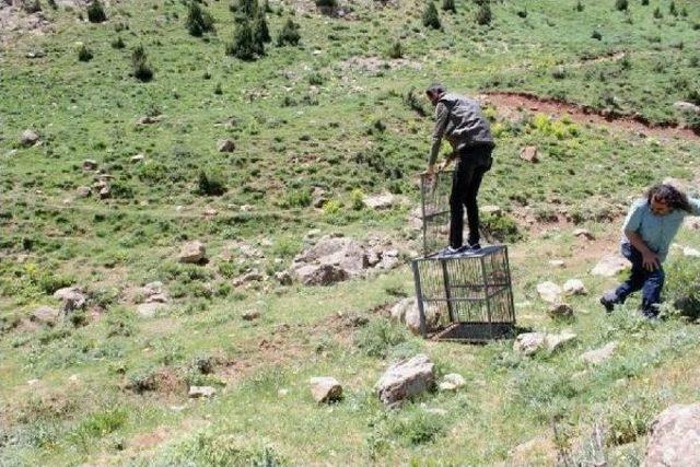 Otomobil Çarpan Kurt, 4 Aylık Tedavi Sonrası Doğaya Bırakıldı