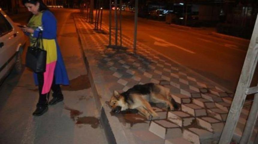 K&ouml;peğe &Ccedil;arpıp Ka&ccedil;tı