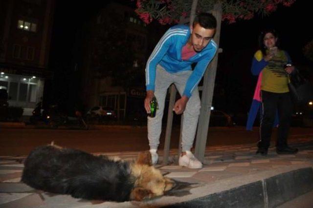 K&ouml;peğe &Ccedil;arpıp Ka&ccedil;tı 1