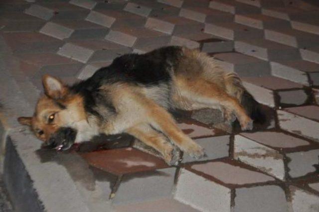 K&ouml;peğe &Ccedil;arpıp Ka&ccedil;tı 2