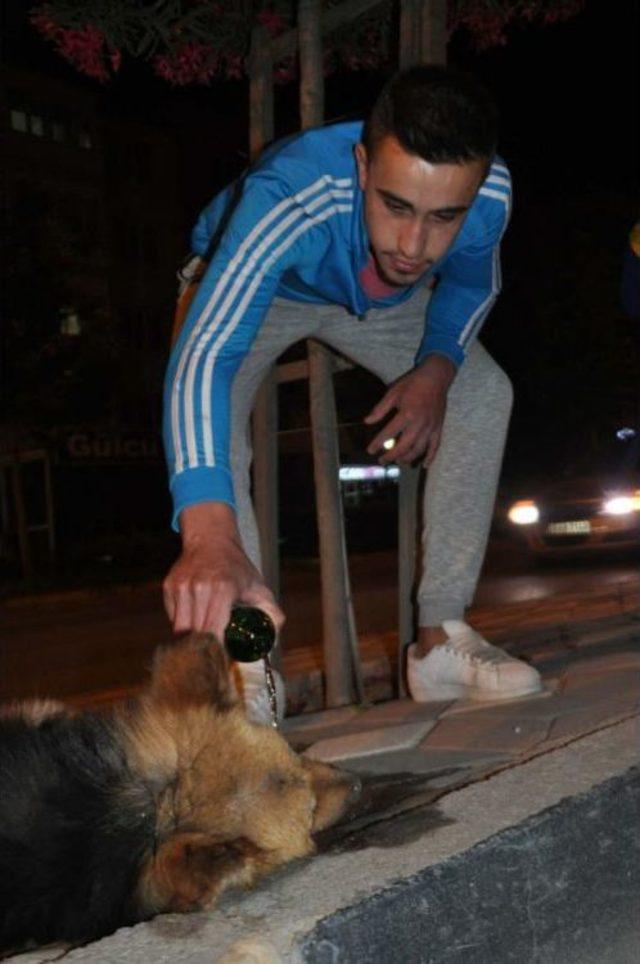 K&ouml;peğe &Ccedil;arpıp Ka&ccedil;tı 3