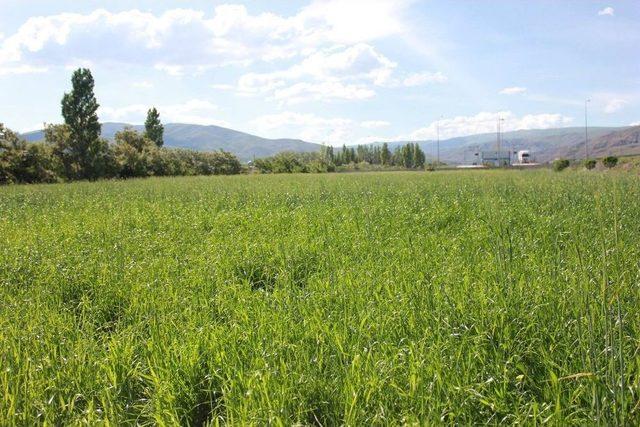 Erzincanlı &Ccedil;ift&ccedil;iler Yeni Yem Bitkilerinden Memnun 1