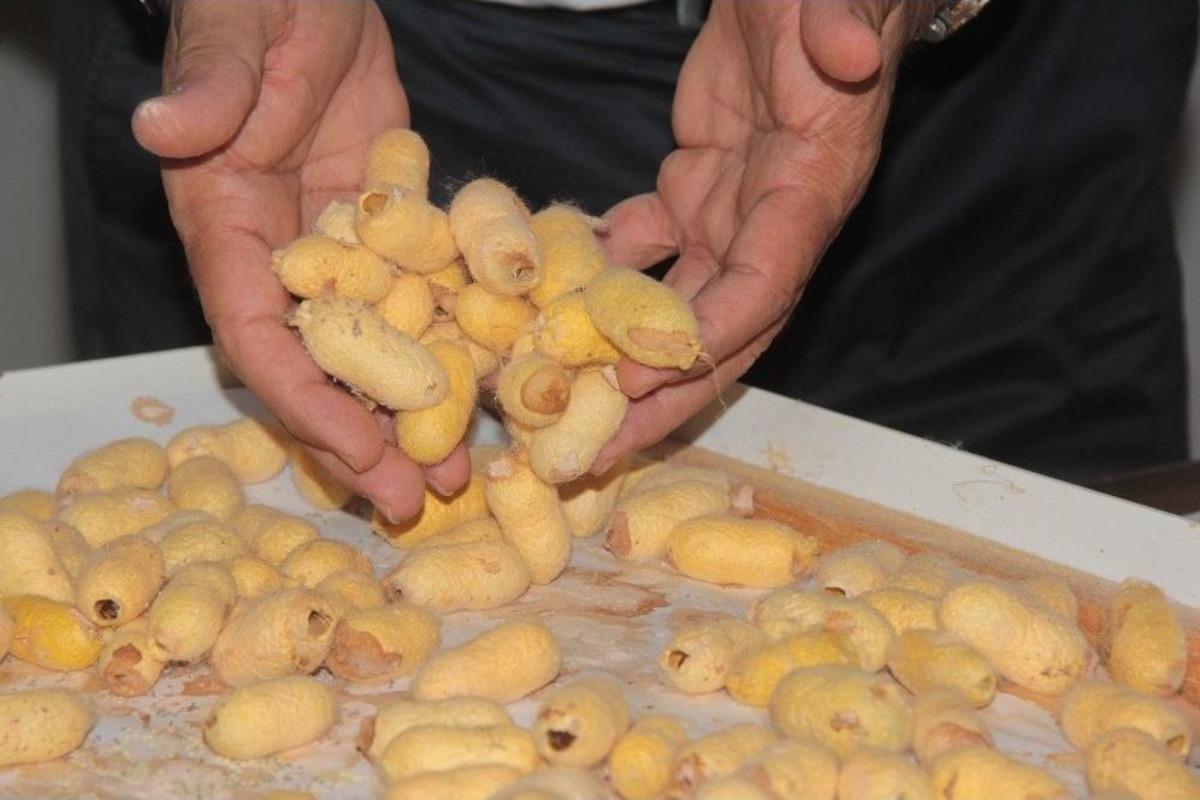 Hatay&rsquo;da İpek B&ouml;cek&ccedil;iliği Yaşatılıyor