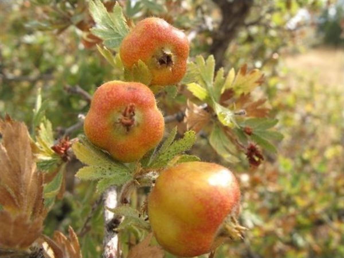 Bursa&rsquo;nın Dağlarına 1 Milyon Yabani Meyveli Orman Ağacı Dikildi