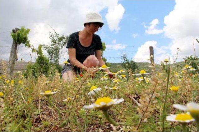 Lisinia'da Papatya Yağı Üretiliyor