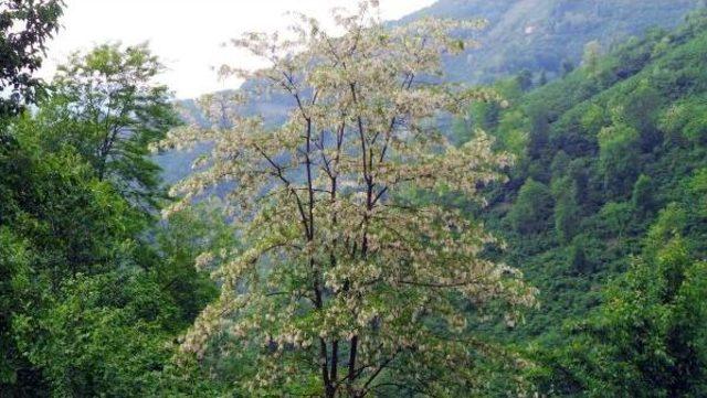 Olumsuz Hava Koşulları Akasya Balını Vurdu