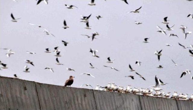 Doğu Karadeniz’De 28 Türden 26 Bin 826 Su Kuşu Tespit Edildi