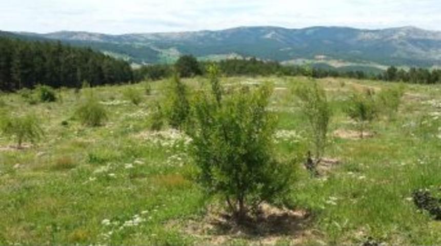 K&uuml;tahya&rsquo;da 2 Bin Badem Fidanı Toprakla Buluştu