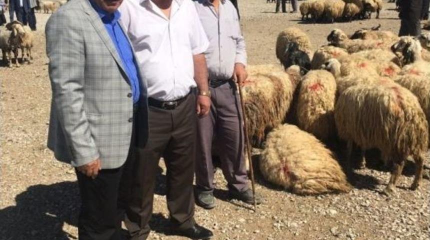 Van&rsquo;da Hayvan Sayısı Azalıyor