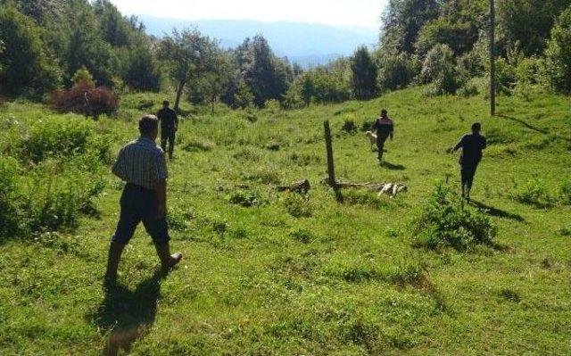 Dağ Çileği Toplamak Için Ormana Giden Kadın Kayboldu