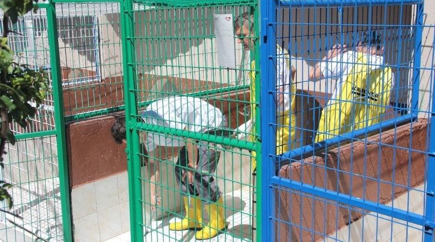 Beyoğlu Hayvan Barınağında Gönüllü Temizlik