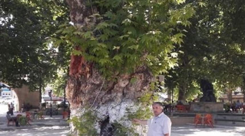 Asırlık &Ccedil;ınar Ağa&ccedil;ları Zararlı B&ouml;ceklere Teslim