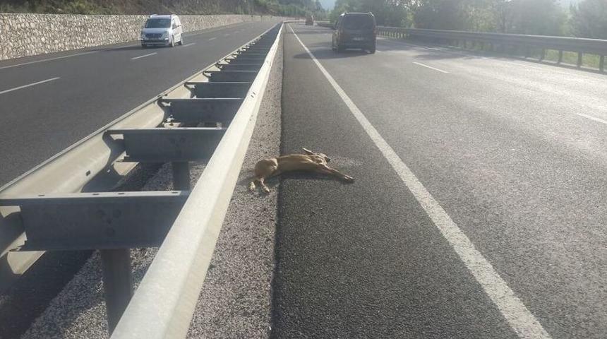 Yabani Hayvanlar S&uuml;r&uuml;c&uuml;lere Zor Anlar Yaşatıyor