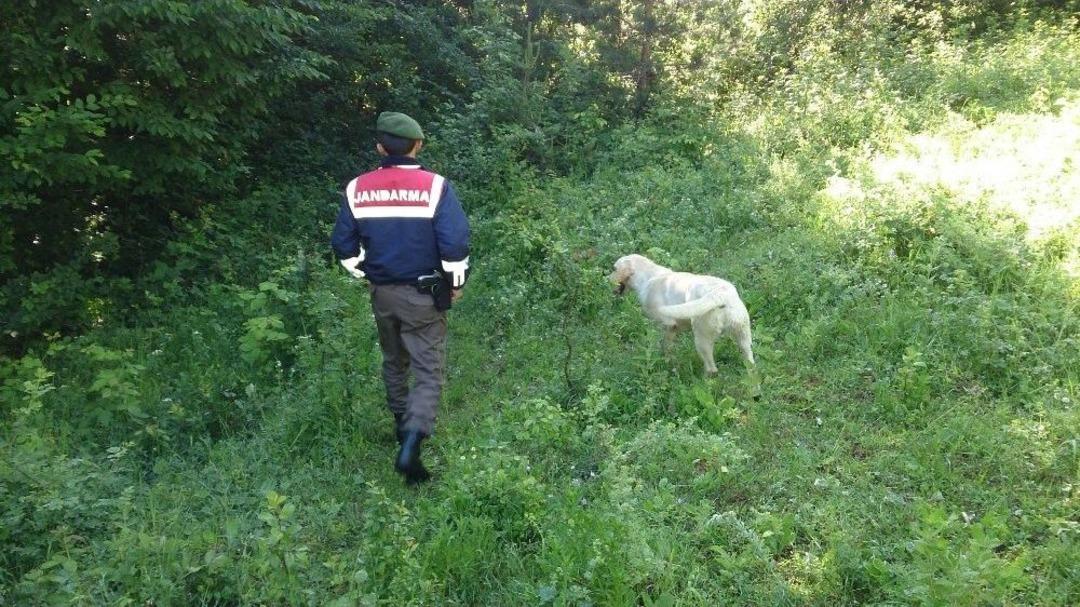 Dağ &Ccedil;ileği Toplamaya Giden Yaşlı Kadın Ormanda Kayboldu