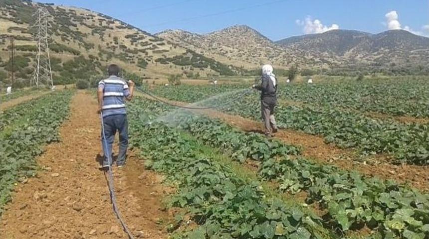 Ödemiş Karpuzunda Verim Düşüklüğü