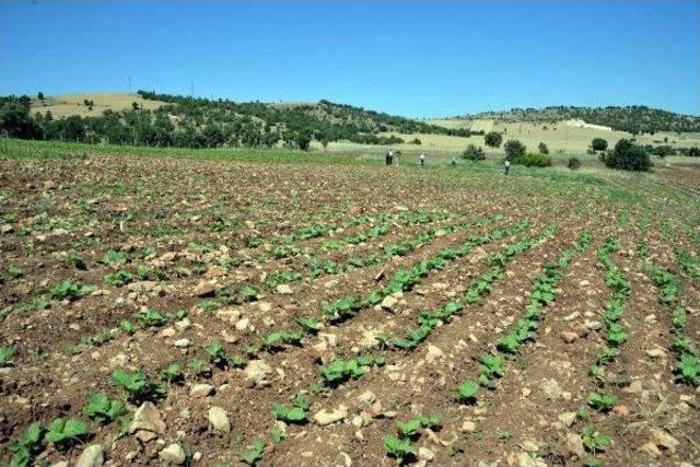 Diyarbakır'da Ilk Kez Bezelye Ekildi