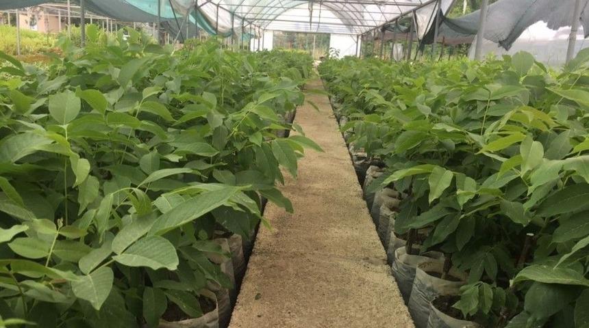 Zonguldak&rsquo;ta Ceviz Fidanı M&uuml;jdesi