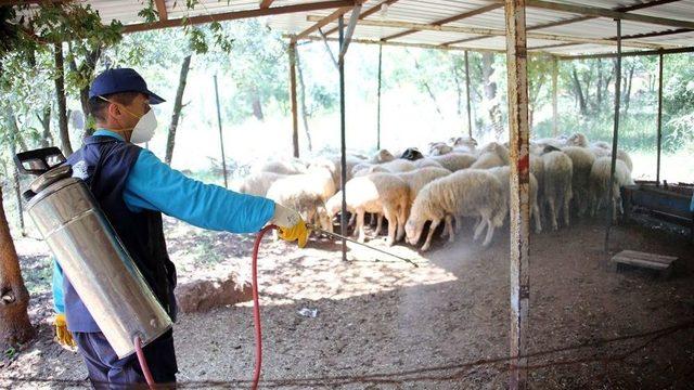 Merkezefendi Belediyesi Lavra Ve Sinek İle Mücadele Ediyor
