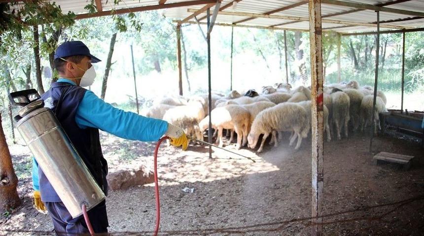 Merkezefendi Belediyesi Lavra Ve Sinek İle M&uuml;cadele Ediyor