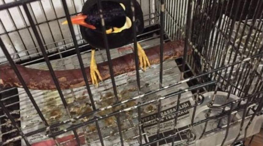 &Uuml;mraniye&rsquo;de "konuşan Karga" Ele Ge&ccedil;irildi