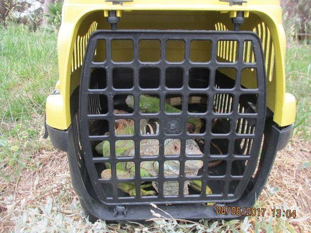 Ümraniye’de "konuşan Karga" Ele Geçirildi 1