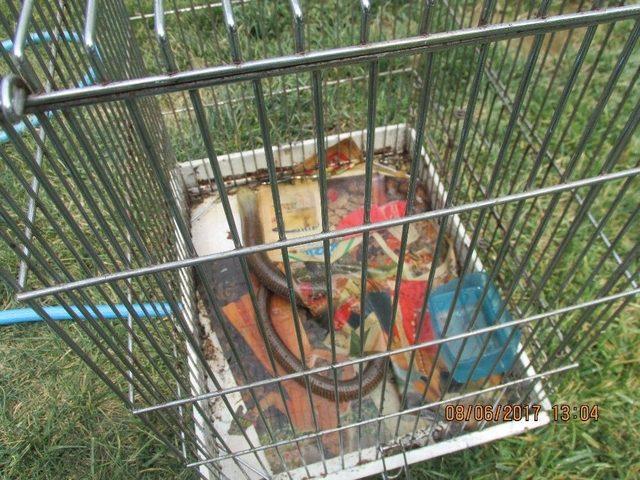 Ümraniye’de "konuşan Karga" Ele Geçirildi 2