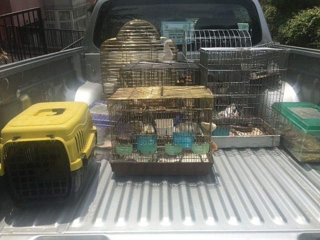 Ümraniye’de "konuşan Karga" Ele Geçirildi 3