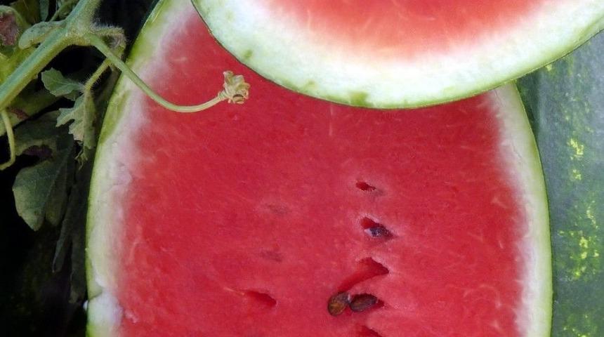 Adana Karpuzu Markalaşıyor